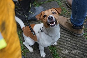 搜救犬Wilson死因爭議　花蓮檢方接獲告發分案調查