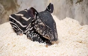 北市動物園迎新成員！馬來貘女寶超萌亮相 出生秒找媽媽討奶喝