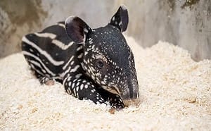 北市動物園迎新成員！馬來貘女寶超萌亮相 出生秒找媽媽討奶喝
