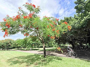 夏末限定美景！新北大漢溪畔鳳凰木盛開 紅花沿河岸綻放成花海  
