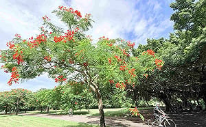 夏末限定美景！新北大漢溪畔鳳凰木盛開 紅花沿河岸綻放成花海  