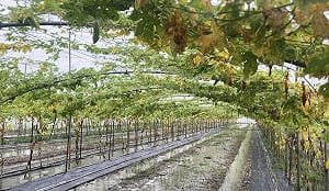 0822豪雨重創屏東    縣府全面啟動現金補助與低利貸款申請  