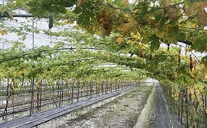 0822豪雨重創屏東    縣府全面啟動現金補助與低利貸款申請  