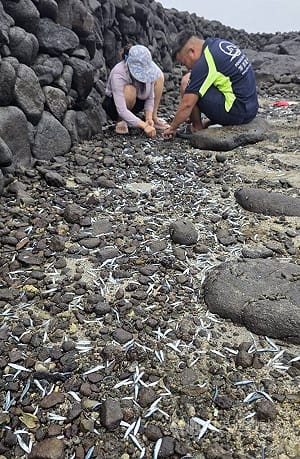 小鰛魚群受困澎湖五德石滬　民眾不費吹灰之力賺到新鮮魚貨