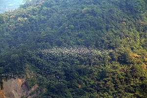 萬鷺朝鳳候鳥季登場　梅山太興村迎來生態奇景