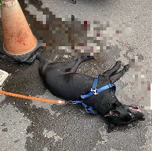 新竹黑狗遭機車拖行力竭頻死！飼主嗆：管牠會不會受傷 惹怒全網