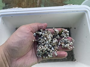 澎湖放流14萬顆鐘螺  增加沿岸鐘螺族群數量