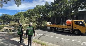 北市中山區明水路路樹連根拔起阻車道　幸無人傷