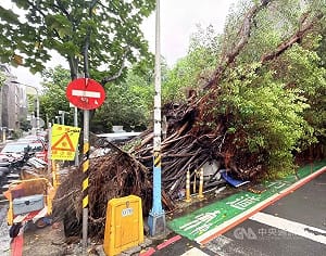 北市大安區停車場樹倒釀4車損無人傷　已清理完畢