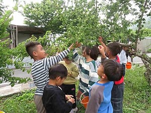 幼兒園遊戲日常融入本土語　種小米紅藜學部落智慧