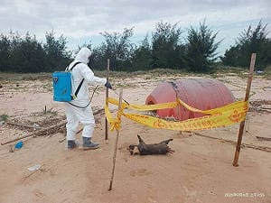 金門海漂豬又檢出非洲豬瘟 豬肉、加工品暫停輸台灣本島及離島1週
