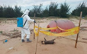 金門海漂豬又檢出非洲豬瘟 豬肉、加工品暫停輸台灣本島及離島1週