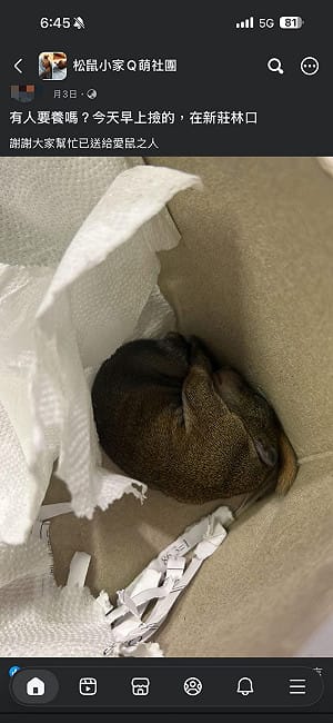 2萬人臉書社團淪黑市！驚見「徵松鼠、私訊賴」 動保處：非法飼養最高罰30萬