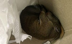 2萬人臉書社團淪黑市！驚見「徵松鼠、私訊賴」 動保處：非法飼養最高罰30萬