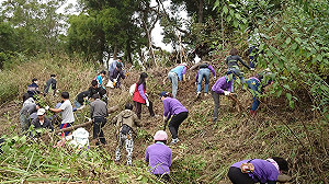 外來種OUT！台中市農業局拚移除入侵植物