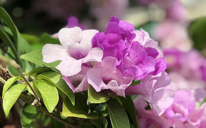 拍美照免人擠人！台北街頭遍布蒜香藤花超美der