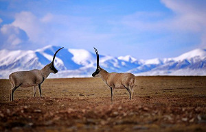 青海嚴禁非法穿越可可西里 可追究刑責
