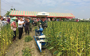 降成本！胡麻割捆機1台抵24人