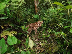 八卦山石虎首度現蹤！  證實彰化確有石虎族群