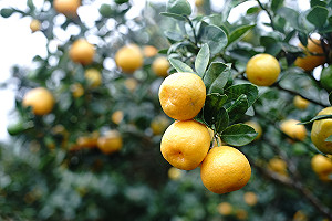 入冬準備吃金棗！快來去宜蘭小旅行