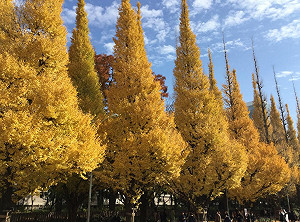 劉黎兒觀點》東京染上絢爛秋色 都會紅葉絕景 紅色黃色還有藍色