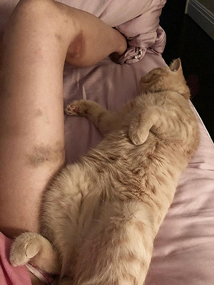 疑似酒後毆傷員警 李婉鈺道歉了