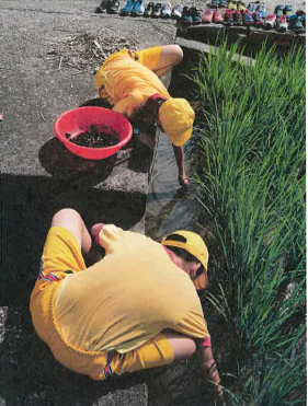 拒絕農藥！中市收購福壽螺保育環境