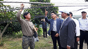 南投大坪頂不缺水！百香果穩定成長中