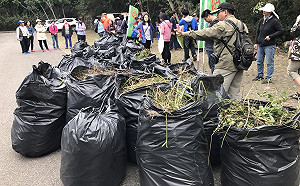 小花蔓澤蘭OUT！中市農業局剷除800公斤