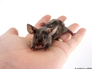 不改進就罰錢！中央評鑑動物應用機構有7間待改善