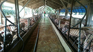 台糖豬畜牧場臭氣沖天 嘉縣府查獲違規開罰