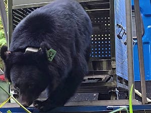 受困台東美農黑熊取名利卡夢 野放重返山林