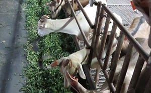 彰化男住宅養95隻羊！鄰居崩潰警開罰1千 狡辯「比鳥小聲」