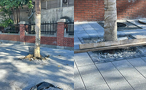 中國剛做台灣就跟進？水泥封樹照瘋傳　評論家疑：遭刻意操盤