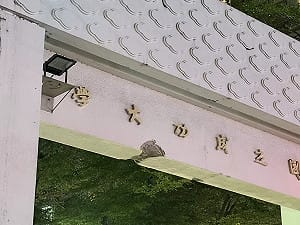 成大「窮理致知」牌樓遭撞！意外掀兩派網友論戰