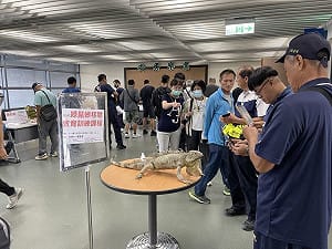 抓綠鬣蜥領禮券 屏東6場移除訓練22日起報名