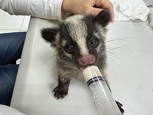 倉庫驚見3隻「落單小狗」？獸醫驚呼：是保育類「白鼻心寶寶」！