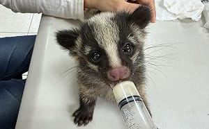 倉庫驚見3隻「落單小狗」？獸醫驚呼：是保育類「白鼻心寶寶」！