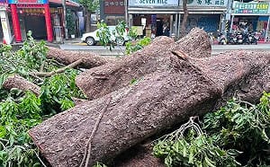 台北路樹遭「誤砍」 蔣萬安：台北市政府一定嚴懲不貸