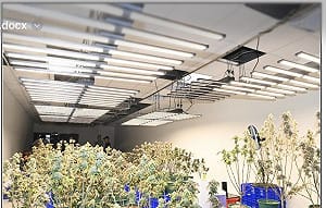 男子透天厝種大麻市值逾2千萬　桃檢起訴、銷燬