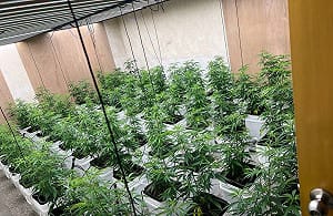 社會