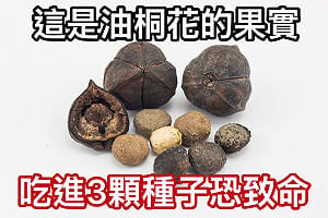 北市14學生誤食油桐果實送醫！醫示警：沒有專屬解毒劑