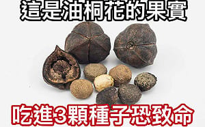 北市14學生誤食油桐果實送醫！醫示警：沒有專屬解毒劑