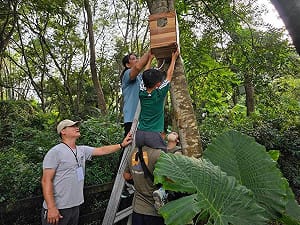 領角鴞找不到樹洞育雛　國產材邊角料蓋溫暖新家