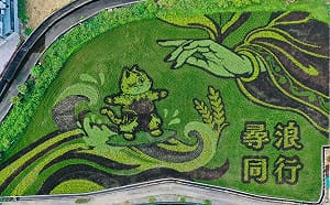 來去看「貓裏喵」稻田衝浪！苑裡稻浪生活節10/17登場