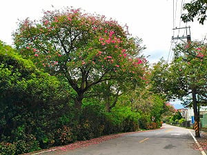 美人樹花開7成！散步淡水「粉紅大道」 感受秋季浪漫