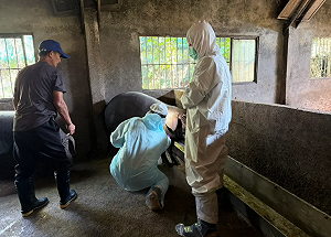 新北養豬場出事了！查獲4桶違規廚餘　49頭豬遭管制