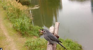 距離觀察珍稀鳥類！長耳鴞、灰卷尾現身大漢溪濕地
