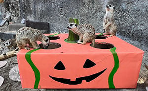 壽山動物園萌鬼派對10/24登場     親子變裝免費入園、內門野森動物嘉年華遊行