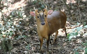 進擊的台灣山羌！從動物園逃脫後繁殖近9萬隻 茨城祭3萬日圓獎金捕捉